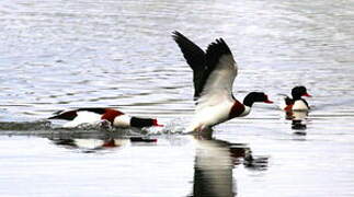 Common Shelduck