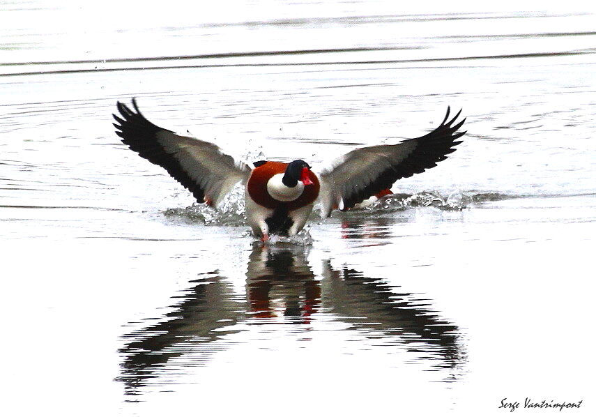 Common Shelduckadult, Flight