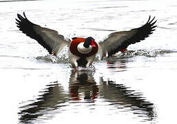 Common Shelduck