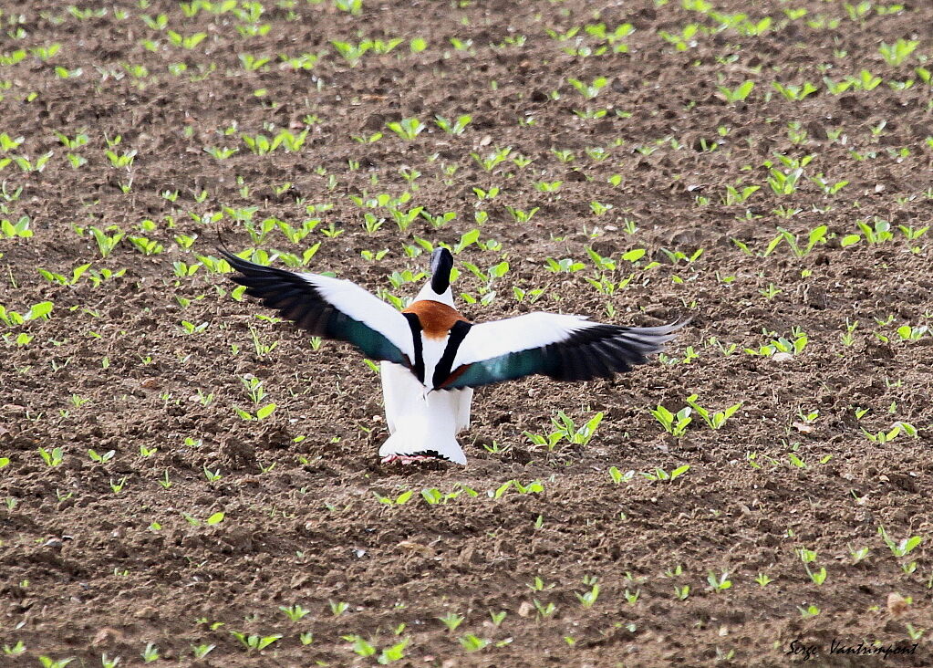 Common Shelduck, Flight