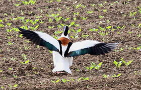 Common Shelduck