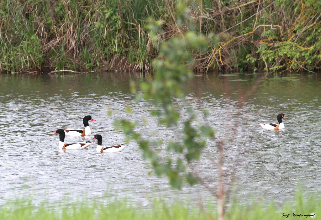 Common Shelduck adult