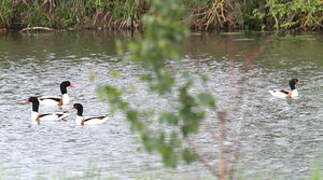 Common Shelduck