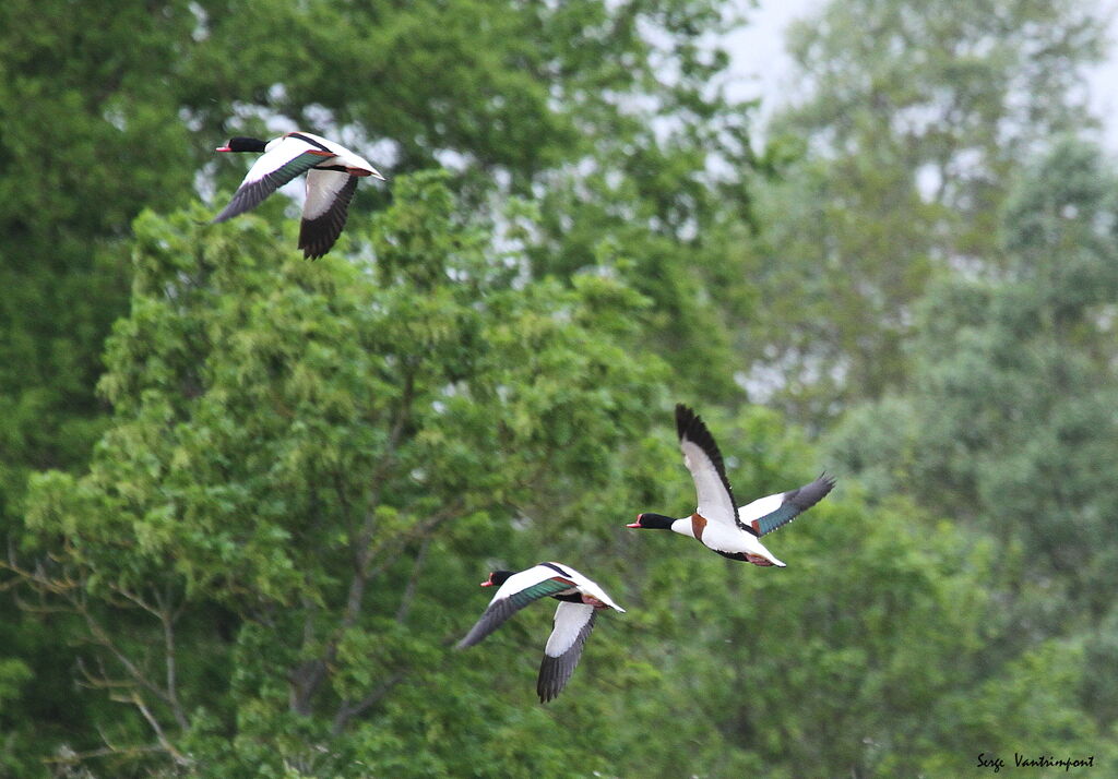 Common Shelduckadult, Flight