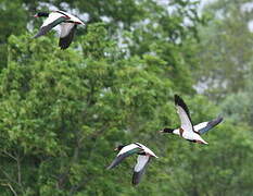 Common Shelduck