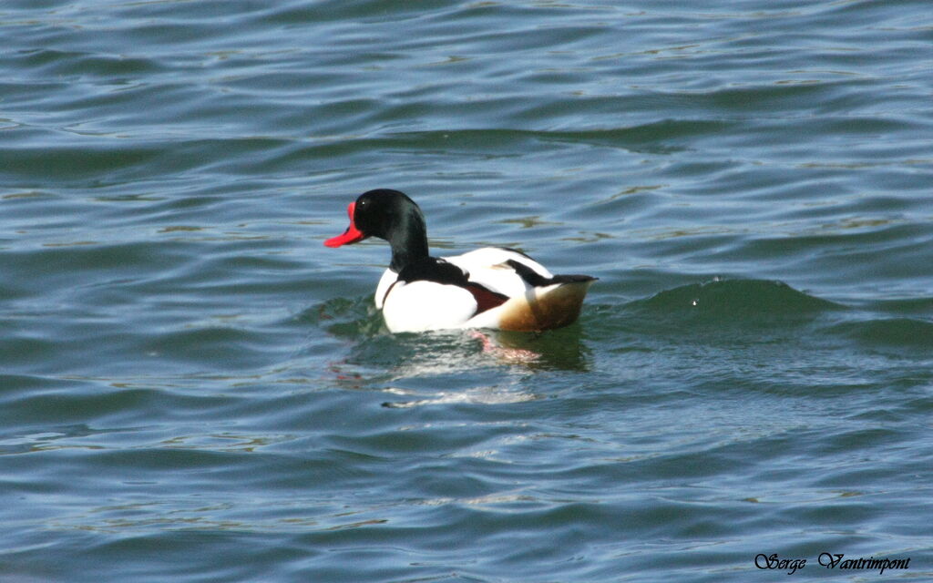 Common Shelduck male adult, identification