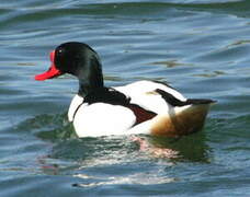 Common Shelduck