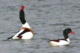 Common Shelduck