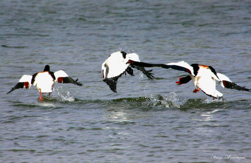 Common Shelduck male adult, Flight