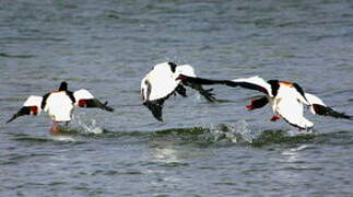 Common Shelduck