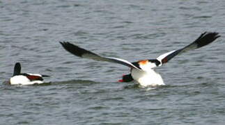 Common Shelduck