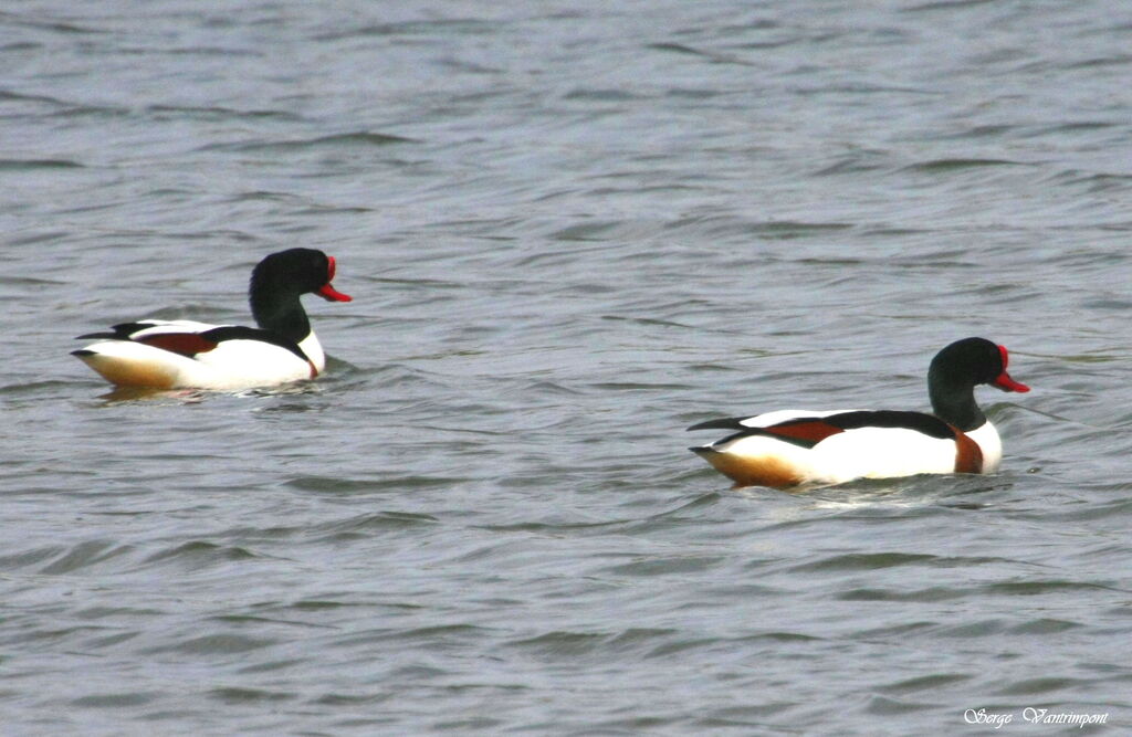 Common Shelduck male adult, identification