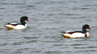 Common Shelduck