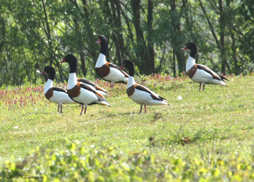 Common Shelduckadult, Behaviour