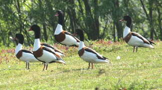 Common Shelduck