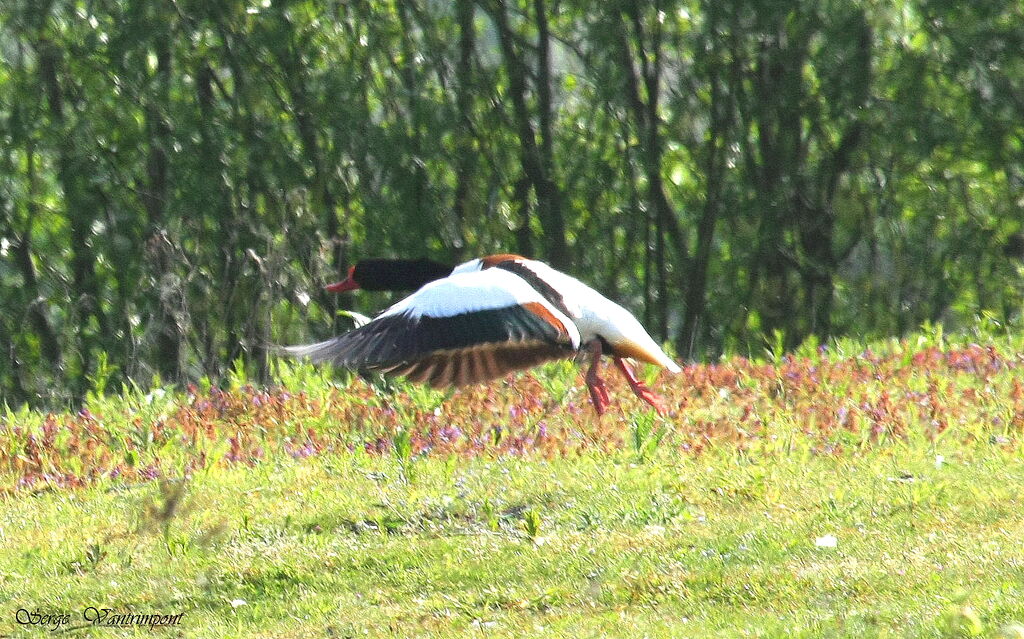 Common Shelduckadult, Flight