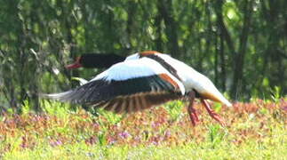 Common Shelduck