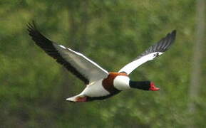 Common Shelduck