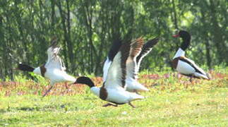 Common Shelduck