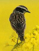 Whinchat