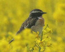 Whinchat