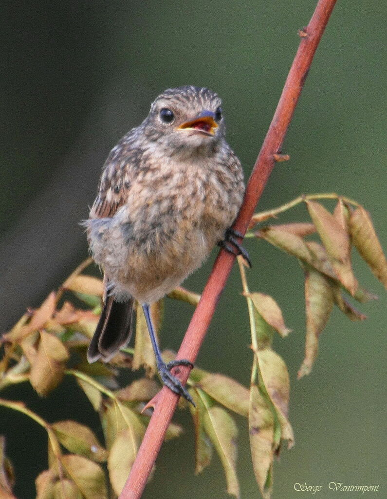 European Stonechat female juvenile, feeding habits