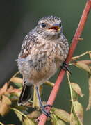 European Stonechat