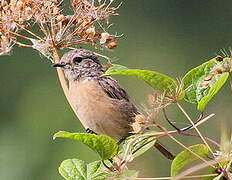 European Stonechat