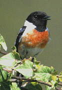 European Stonechat