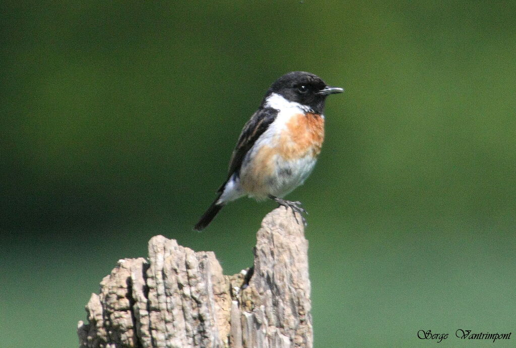 European Stonechat male adult, Behaviour