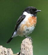 European Stonechat