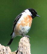 European Stonechat