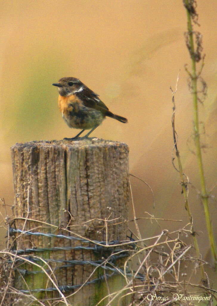 European Stonechat female adult, identification