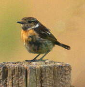 European Stonechat