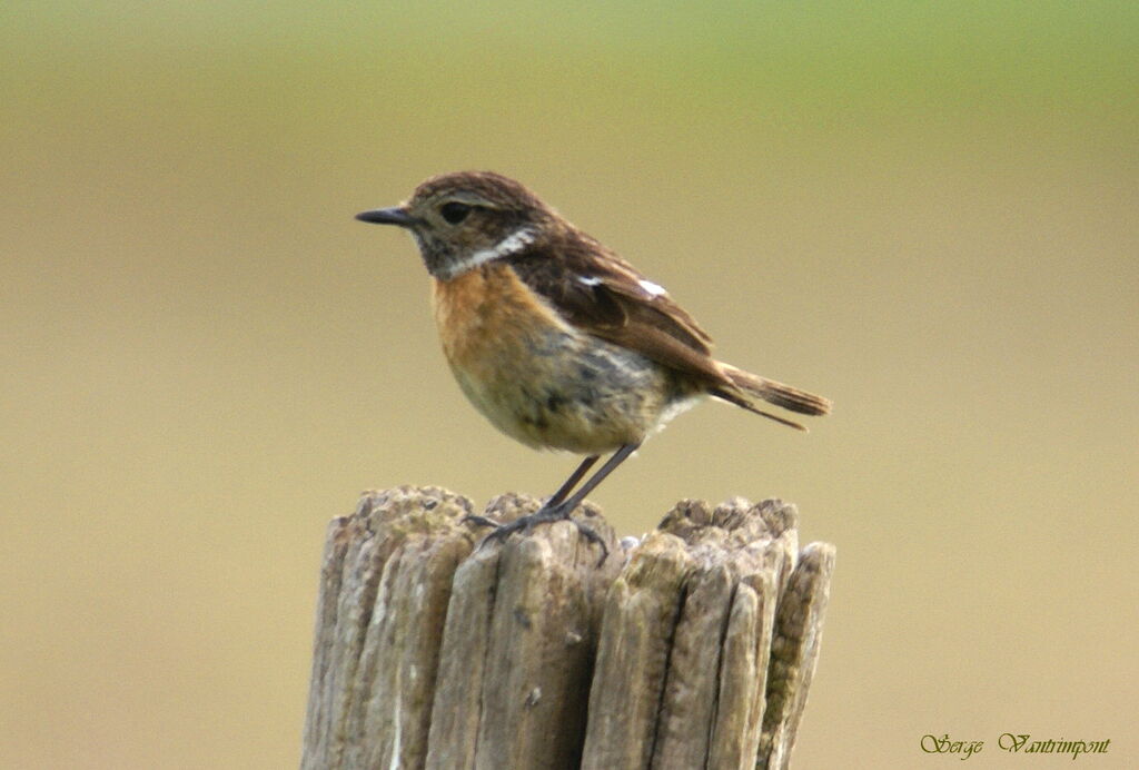 European Stonechat female adult, identification