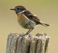 European Stonechat