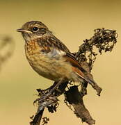 European Stonechat