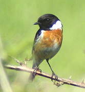 European Stonechat