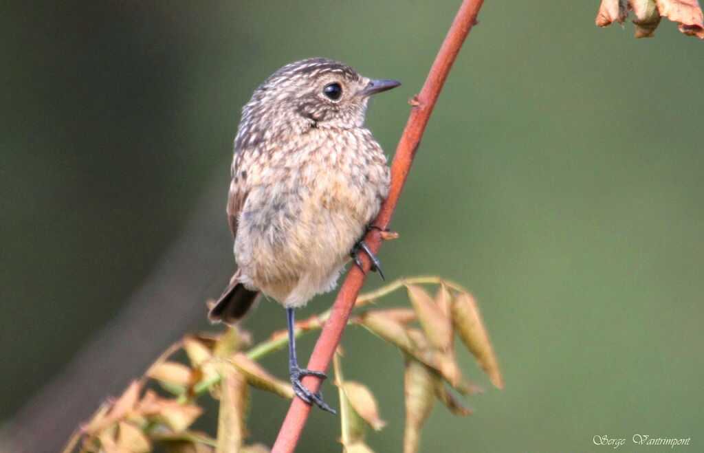 European Stonechat female juvenile, Behaviour