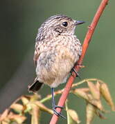 European Stonechat