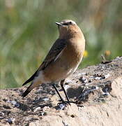 Northern Wheatear