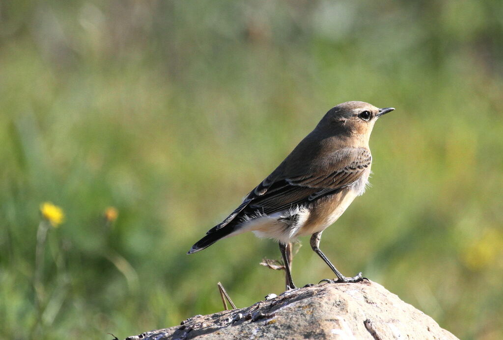 Northern Wheatearadult, Behaviour