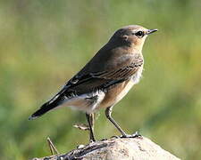 Northern Wheatear