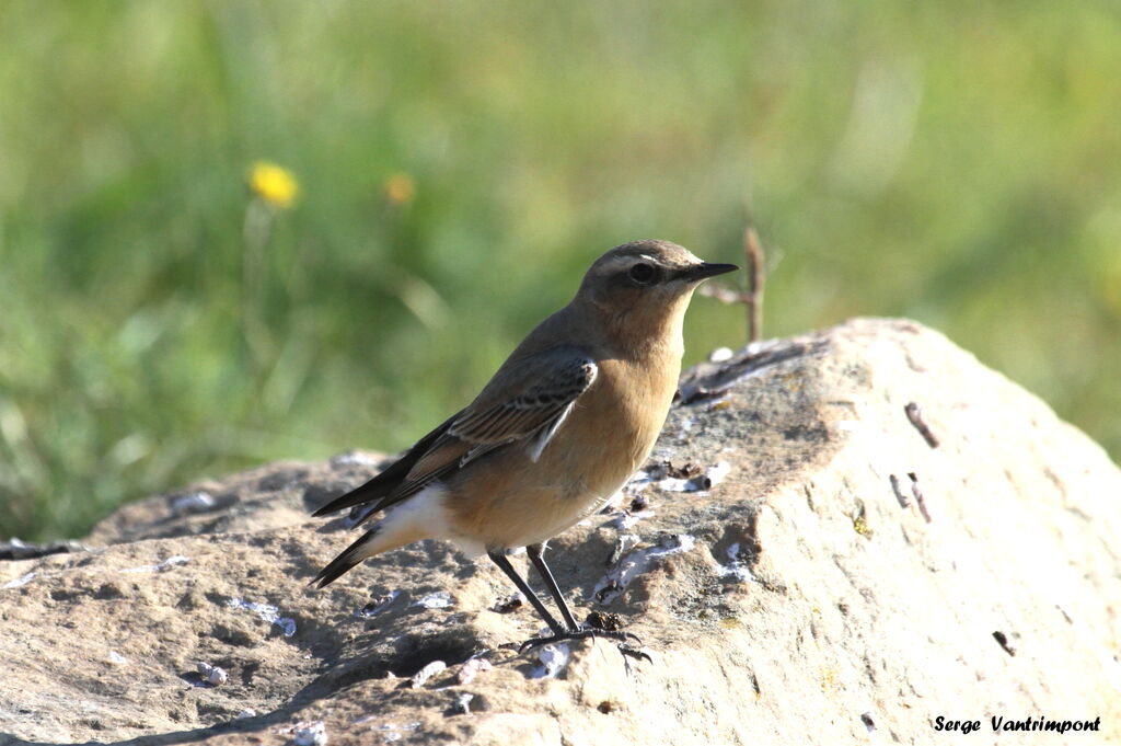 Northern Wheatearadult, Behaviour