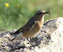 Northern Wheatear