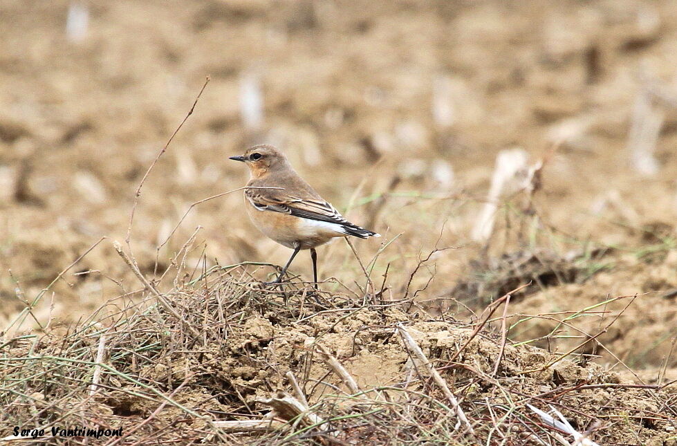 Northern Wheatearadult, Behaviour