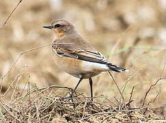 Northern Wheatear