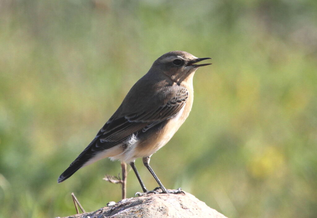 Northern Wheatearadult, Behaviour