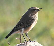 Northern Wheatear