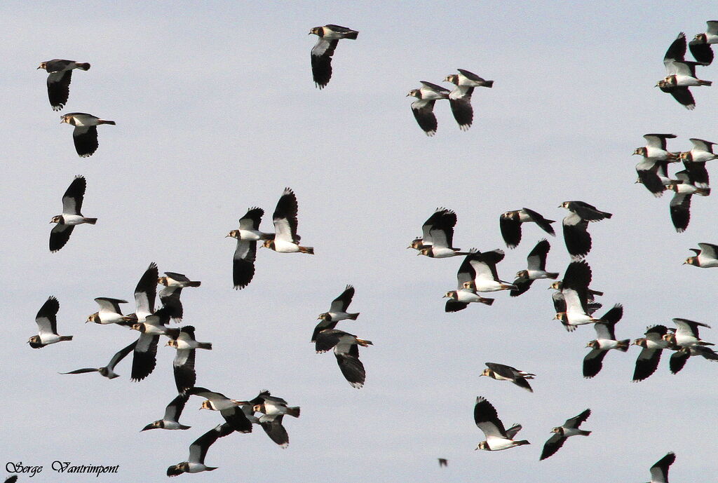 Northern Lapwingadult, Flight